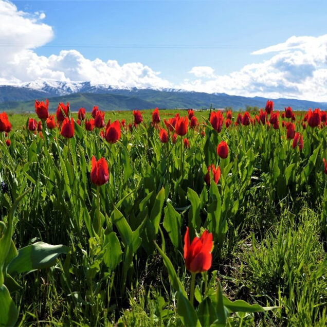 Muş